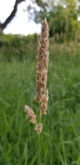 Phalaris arundinacea
