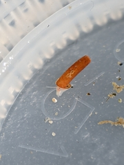 Caecum dextroversum