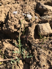 Lomatium piperi