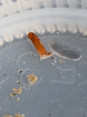 Caecum dextroversum