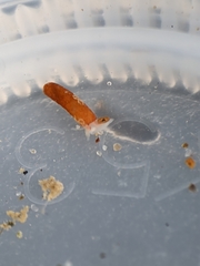 Caecum dextroversum