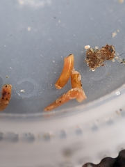 Caecum dextroversum