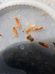 Caecum dextroversum