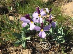 Viola trinervata