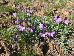 Viola trinervata