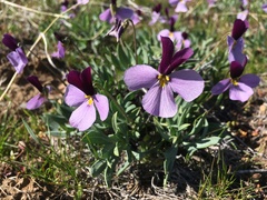 Viola trinervata