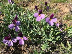 Viola trinervata