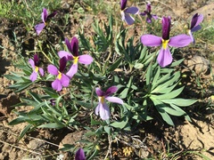 Viola trinervata