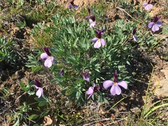 Viola trinervata
