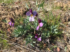 Viola trinervata