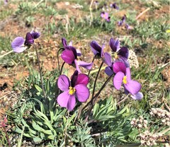 Viola trinervata