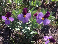 Viola trinervata