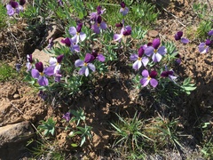 Viola trinervata