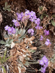 Primula specuicola