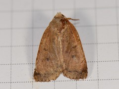 Micrathetis triplex