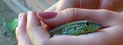 Cnemidophorus gaigei