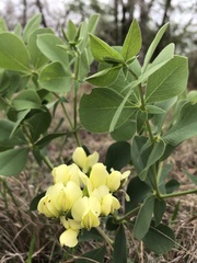 Baptisia bracteata leucophaea