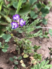 Astragalus nuttallianus
