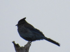 Cyanocitta stelleri
