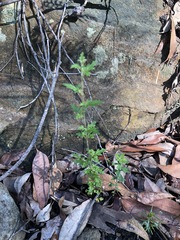 Xanthosia stellata