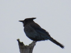 Cyanocitta stelleri
