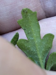 Xanthosia stellata