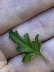 Xanthosia stellata