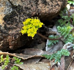 Cymopterus terebinthinus californicus