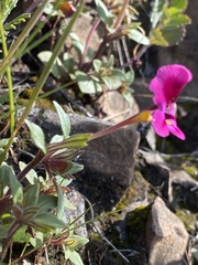 Diplacus kelloggii