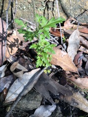 Xanthosia stellata