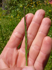 Lolium multiflorum × perenne
