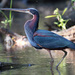 Agami Heron - Photo (c) Ryan Shaw, some rights reserved (CC BY-NC), uploaded by Ryan Shaw