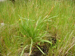 Plantago macrocarpa