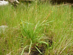 Plantago macrocarpa