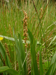 Plantago macrocarpa