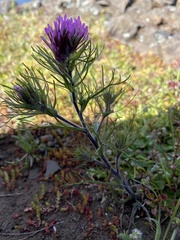 Castilleja exserta