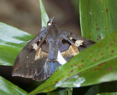 Ischyja albata