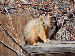 Sciurus niger