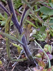 Castilleja exserta