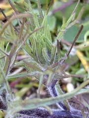 Castilleja exserta