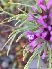 Castilleja exserta