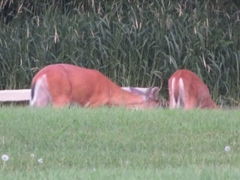 Odocoileus virginianus