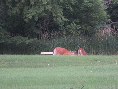 Odocoileus virginianus