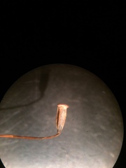 Polytrichastrum ohioense