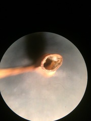 Polytrichastrum ohioense