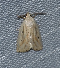Amolita obliqua