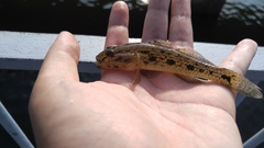 Glossogobius olivaceus
