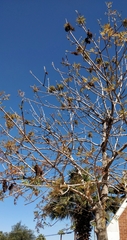 Fraxinus