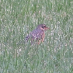 Turdus migratorius