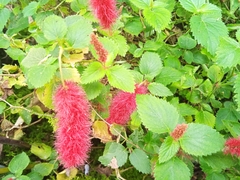 Acalypha herzogiana